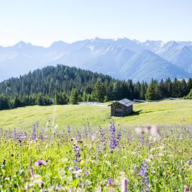 Eine sommerliche Almwiese mit Holzstadl und die Tiroler Berglandschaft im Hintergrund