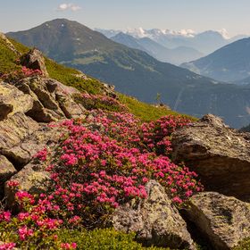 Die Serfauser Bergwelt an einem sommerlichen Tag mit Alpenrosen im Vordergrund und ein Bergpanorama im Hintergrund